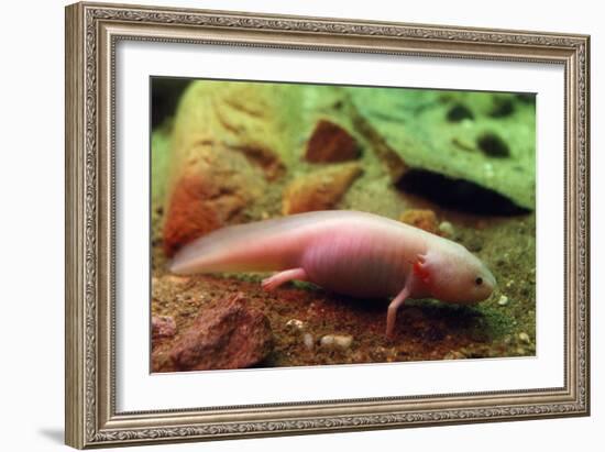 Axolotl Albino Specimen-null-Framed Photographic Print