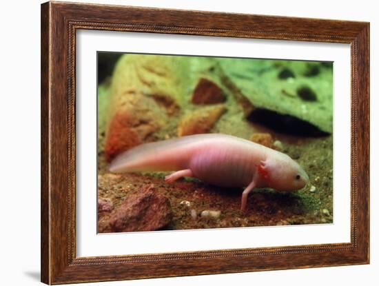 Axolotl Albino Specimen-null-Framed Photographic Print