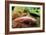 Axolotl Albino Specimen-null-Framed Photographic Print