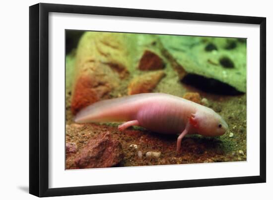 Axolotl Albino Specimen-null-Framed Photographic Print