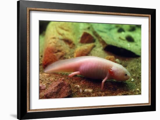 Axolotl Albino Specimen-null-Framed Photographic Print