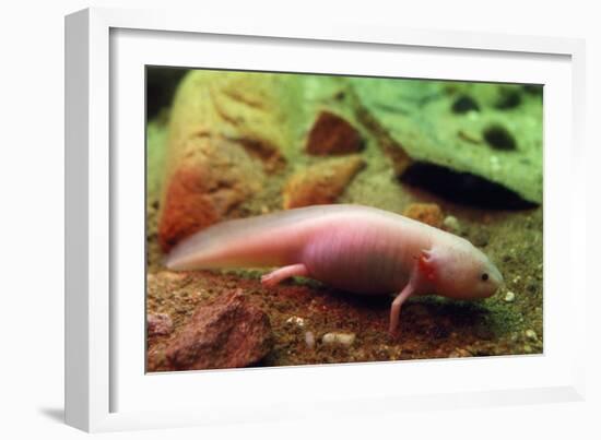 Axolotl Albino Specimen-null-Framed Photographic Print