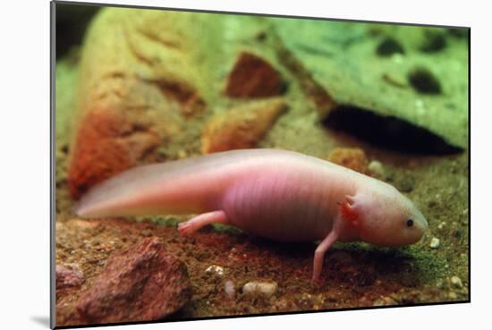 Axolotl Albino Specimen-null-Mounted Photographic Print
