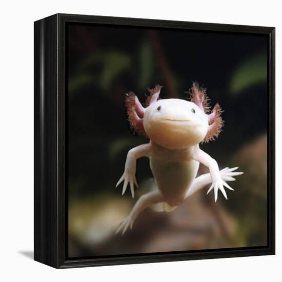 Axolotl (Siredon - Ambystoma Mexicanum) Albino, Captive-Jane Burton-Framed Premier Image Canvas