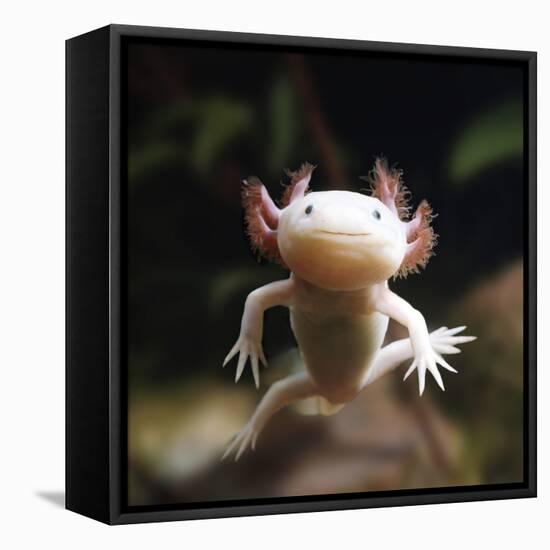 Axolotl (Siredon - Ambystoma Mexicanum) Albino, Captive-Jane Burton-Framed Premier Image Canvas