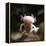 Axolotl (Siredon - Ambystoma Mexicanum) Albino, Captive-Jane Burton-Framed Premier Image Canvas