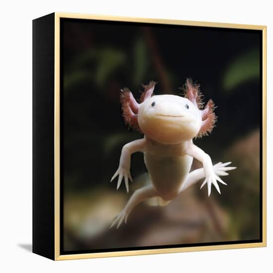 Axolotl (Siredon - Ambystoma Mexicanum) Albino, Captive-Jane Burton-Framed Premier Image Canvas