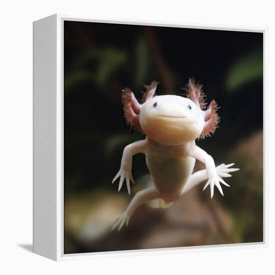 Axolotl (Siredon - Ambystoma Mexicanum) Albino, Captive-Jane Burton-Framed Premier Image Canvas