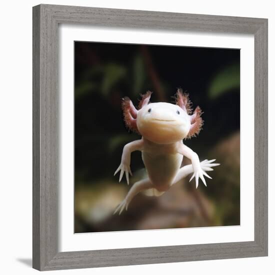 Axolotl (Siredon - Ambystoma Mexicanum) Albino, Captive-Jane Burton-Framed Photographic Print