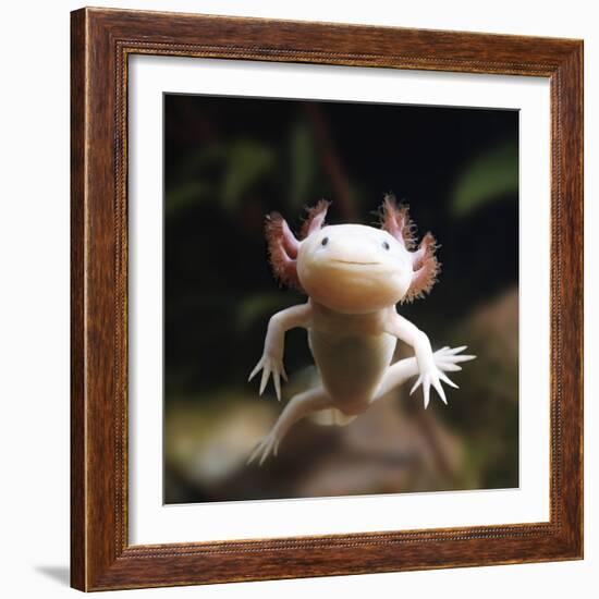 Axolotl (Siredon - Ambystoma Mexicanum) Albino, Captive-Jane Burton-Framed Photographic Print