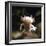 Axolotl (Siredon - Ambystoma Mexicanum) Albino, Captive-Jane Burton-Framed Photographic Print