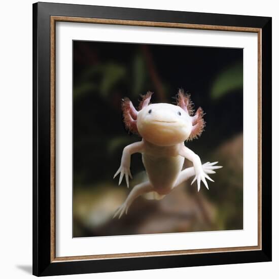 Axolotl (Siredon - Ambystoma Mexicanum) Albino, Captive-Jane Burton-Framed Photographic Print