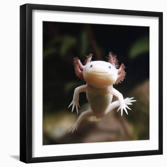 Axolotl (Siredon - Ambystoma Mexicanum) Albino, Captive-Jane Burton-Framed Photographic Print