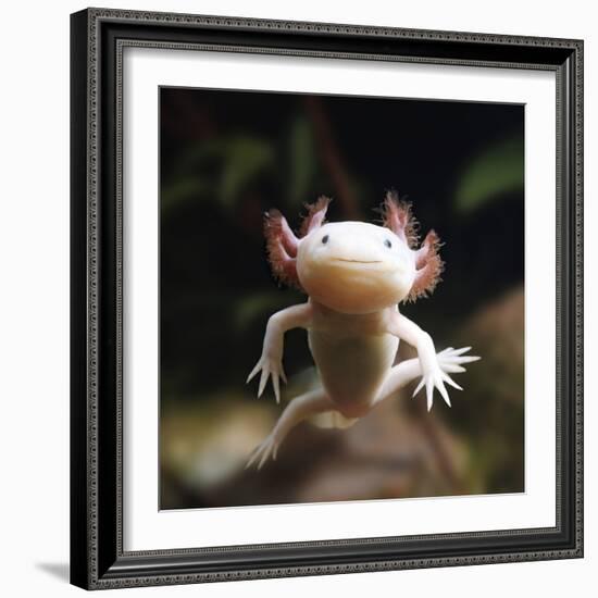 Axolotl (Siredon - Ambystoma Mexicanum) Albino, Captive-Jane Burton-Framed Photographic Print