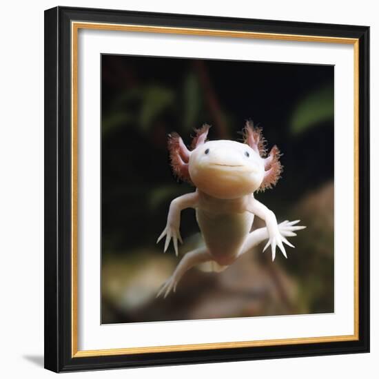 Axolotl (Siredon - Ambystoma Mexicanum) Albino, Captive-Jane Burton-Framed Photographic Print