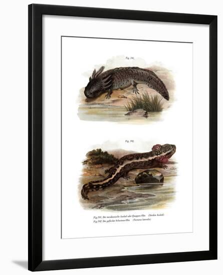 Axolotl-null-Framed Giclee Print