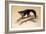 Aye-Aye, 1861-Joseph Wolf-Framed Giclee Print