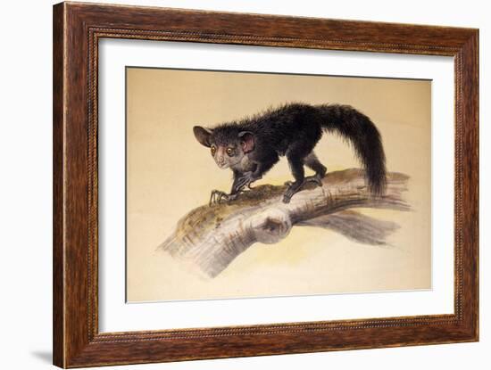 Aye-Aye, 1861-Joseph Wolf-Framed Giclee Print