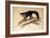 Aye-Aye, 1861-Joseph Wolf-Framed Giclee Print