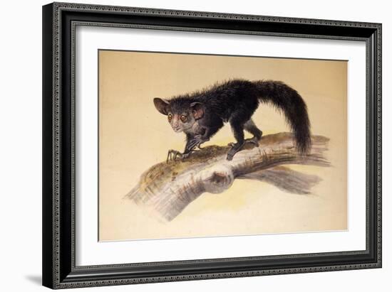 Aye-Aye, 1861-Joseph Wolf-Framed Giclee Print