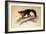 Aye-Aye, 1861-Joseph Wolf-Framed Giclee Print