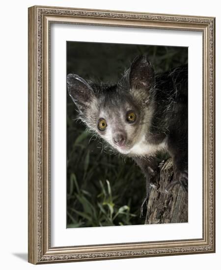 Aye-Aye (Daubentonia Madagascariensis) Extracting Beetle Grubs from Wood-Nick Garbutt-Framed Photographic Print