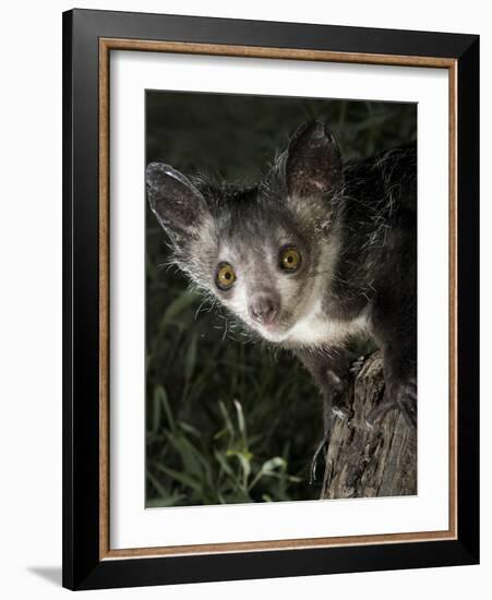 Aye-Aye (Daubentonia Madagascariensis) Extracting Beetle Grubs from Wood-Nick Garbutt-Framed Photographic Print