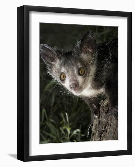 Aye-Aye (Daubentonia Madagascariensis) Extracting Beetle Grubs from Wood-Nick Garbutt-Framed Photographic Print