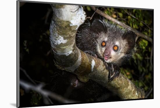 Aye-aye looking down from branch in forest at night, Madagascar-Nick Garbutt-Mounted Photographic Print