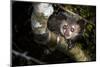 Aye-aye looking down from branch in forest at night, Madagascar-Nick Garbutt-Mounted Photographic Print