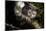 Aye-aye looking down from branch in forest at night, Madagascar-Nick Garbutt-Mounted Photographic Print