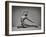 Ayla-Catchlight Studio-Framed Photographic Print