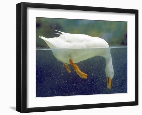 Aylesbury Duck Domestic, Above and Below Water-null-Framed Photographic Print