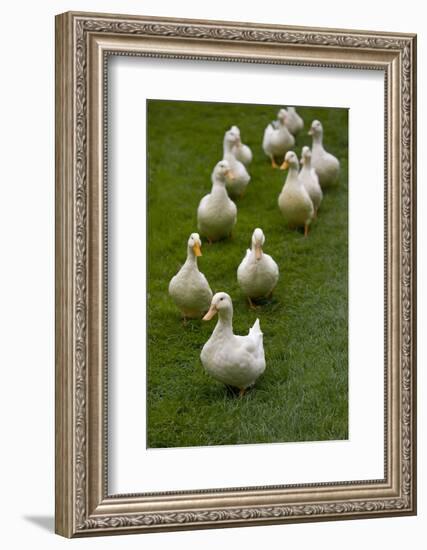 Aylesbury Ducks Following In A Line On Village Green, Weedon, Buckinghamshire, UK, October-Ernie Janes-Framed Photographic Print