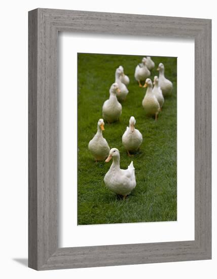 Aylesbury Ducks Following In A Line On Village Green, Weedon, Buckinghamshire, UK, October-Ernie Janes-Framed Photographic Print