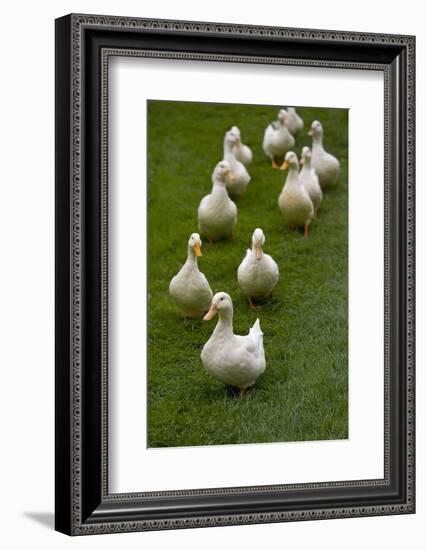 Aylesbury Ducks Following In A Line On Village Green, Weedon, Buckinghamshire, UK, October-Ernie Janes-Framed Photographic Print