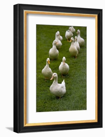 Aylesbury Ducks Following In A Line On Village Green, Weedon, Buckinghamshire, UK, October-Ernie Janes-Framed Photographic Print