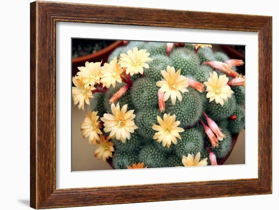 Aylostera 'Apricot Ice'-Cordelia Molloy-Framed Photographic Print