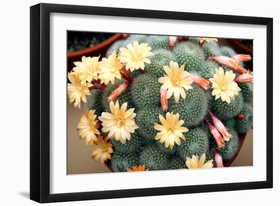 Aylostera 'Apricot Ice'-Cordelia Molloy-Framed Photographic Print