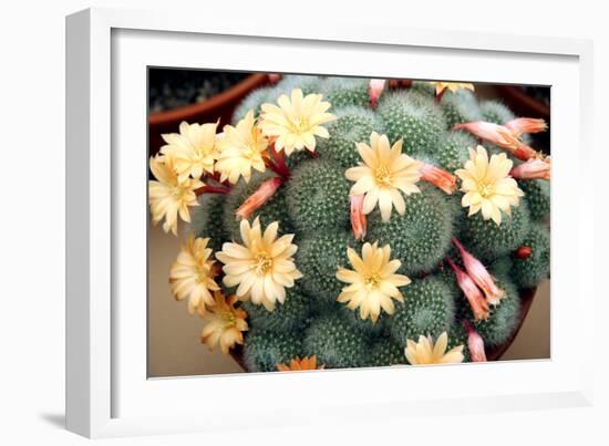 Aylostera 'Apricot Ice'-Cordelia Molloy-Framed Photographic Print