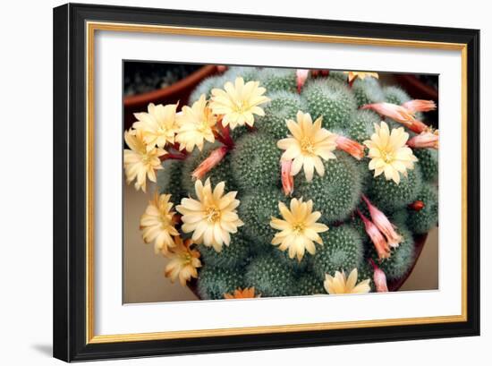 Aylostera 'Apricot Ice'-Cordelia Molloy-Framed Photographic Print