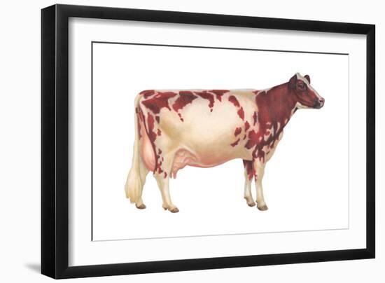 Ayrshire Cow, Dairy Cattle, Mammals-Encyclopaedia Britannica-Framed Art Print