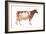 Ayrshire Cow, Dairy Cattle, Mammals-Encyclopaedia Britannica-Framed Art Print