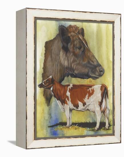 Ayrshire Cows-Barbara Keith-Framed Premier Image Canvas
