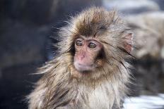 Little Snow Monkey at the Jigokudani Monkey Park-Ayusloth-Photographic Print