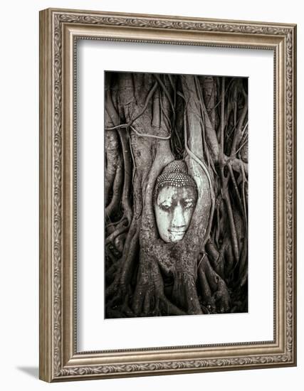 Ayutthaya, Thailand. Sandstone head of Buddha, at Wat Phra Mahathat, Ayutthaya Historical Park, nea-Miva Stock-Framed Photographic Print