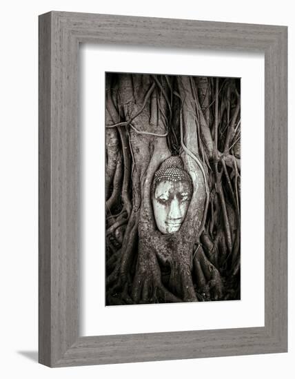 Ayutthaya, Thailand. Sandstone head of Buddha, at Wat Phra Mahathat, Ayutthaya Historical Park, nea-Miva Stock-Framed Photographic Print