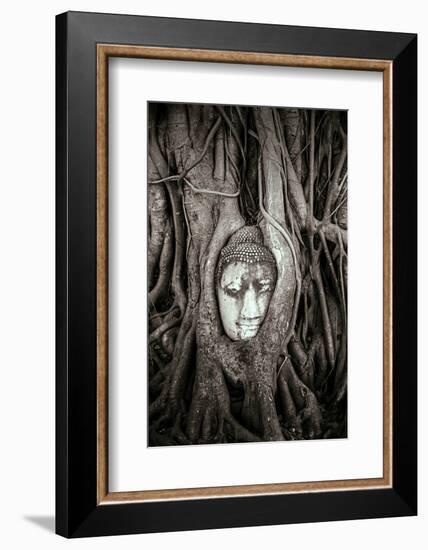 Ayutthaya, Thailand. Sandstone head of Buddha, at Wat Phra Mahathat, Ayutthaya Historical Park, nea-Miva Stock-Framed Photographic Print