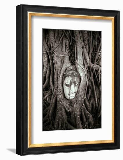 Ayutthaya, Thailand. Sandstone head of Buddha, at Wat Phra Mahathat, Ayutthaya Historical Park, nea-Miva Stock-Framed Photographic Print