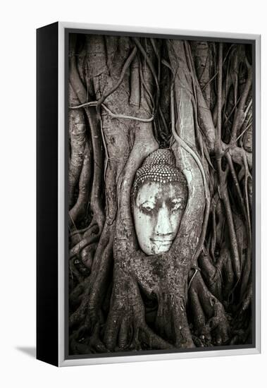 Ayutthaya, Thailand. Sandstone head of Buddha, at Wat Phra Mahathat, Ayutthaya Historical Park, nea-Miva Stock-Framed Premier Image Canvas